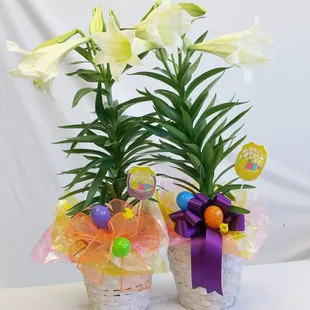 Easter Lily&apos;s on sale at Castro&apos;s Flower Shop. Only 29.99 While supplies last... Call or stop in! 883-5411 www.CastrosFlowers.com