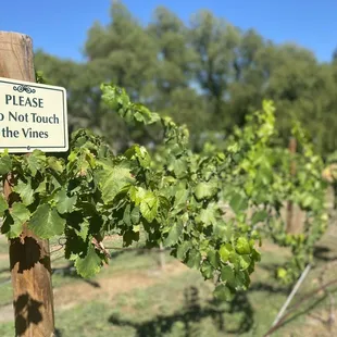 do not touch the vines