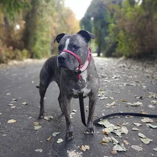 Nice area with lots of trees and paved drive