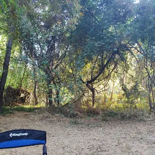 Lots of trees for privacy spot #49