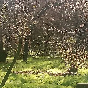 Trees over grown bushes over grown just looks bad.