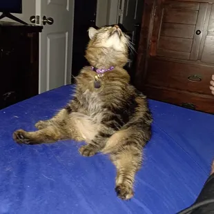 This is Miss Figgy our 1 year old Manx baby.  Dr. Jones and her staff saved her life from serious struvite bladder stones.