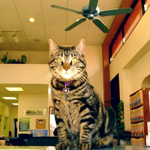 Hospital Cat Moose