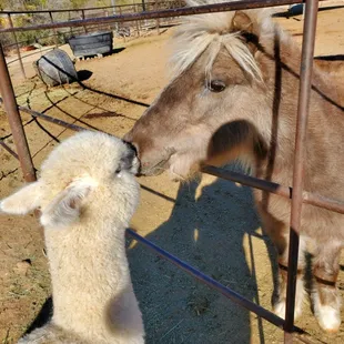 Cleopatra, the baby alpaca meets Tumbleweed, the mini horse