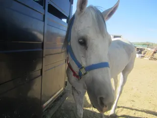 Just Horsin' Around Horse Camp