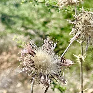 Plume thistle, I believe.