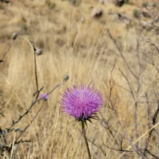 Romero canyon trail