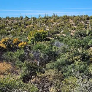 View looking west from the start of the trail.