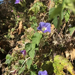 Along the Sutherland wash