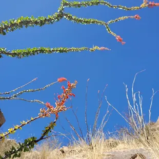 Romero canyon trail