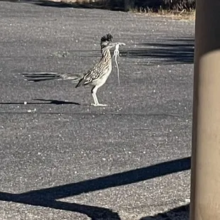 Catalina, State Park, Arizona, May 28, 2023 - road runner with lizard.