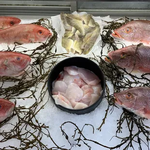 Snapshot of our showcase. Updated daily!