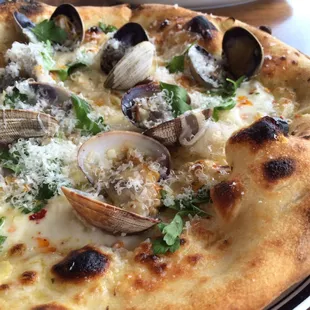 Clam pizza pie $18 at Catania. Fun and fresh!