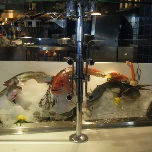 Fresh Fish