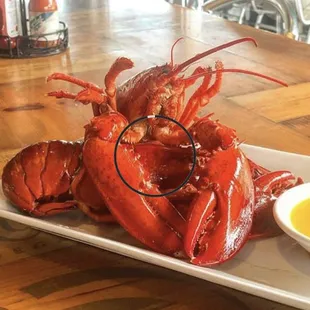 2 for 1 Maine Lobster on Tuesdays at The Catch of the Day Miami!