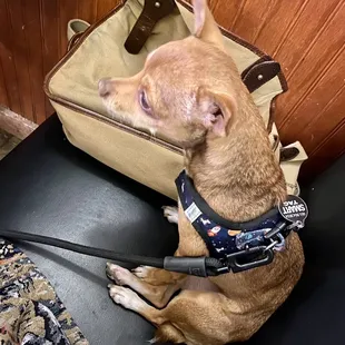 Small well behaved dogs are welcomed
