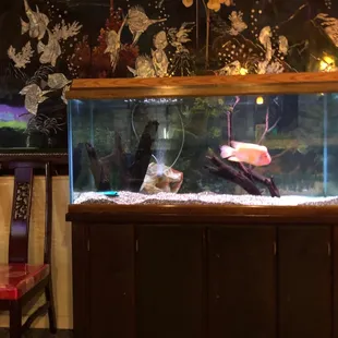 Fish tank in "to-go" area.