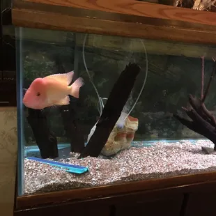 interior, sushi and sashimi