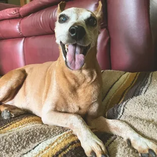 My sweet 16 year old minpin Ginger!!!