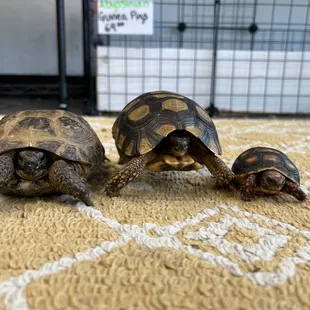 Come meet our Tortoises!