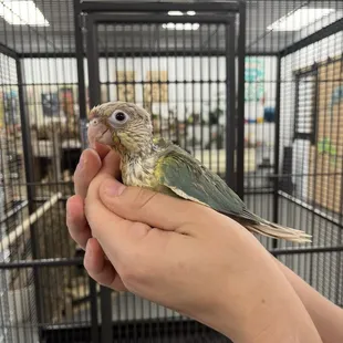 Baby Conure handfed by staff