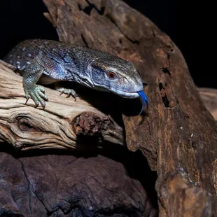 Captive Bred Baby Savannah Monitor