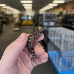 Tokay gecko baby