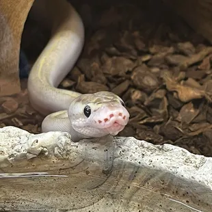 Ball python