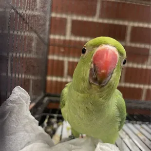 Indian Ringneck Parrot