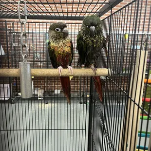 Post-bath conures