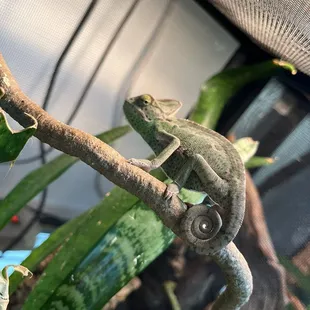 Chameleon
