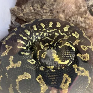 Carpet python
