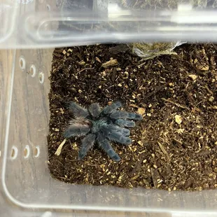 Tarantula