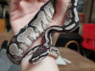 Wilbanks Captive Bred Reptiles