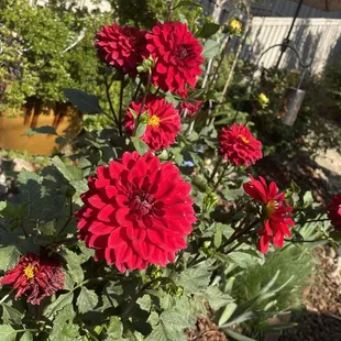 Dahlias I'm a sucker for dahlias