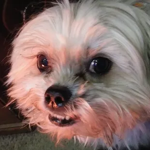 FATBOYLOVE #Sweet  pup