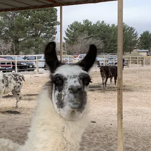 Llamas