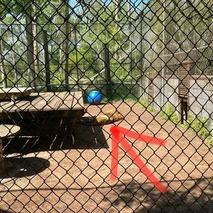 Catty Shack Ranch -- napping lion