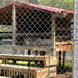 Catty Shack Ranch -- big cat siesta time is about 2/3pm