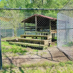 Catty Shack Ranch -- big cat siesta time is about 2/3pm