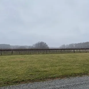 Great vineyard!!