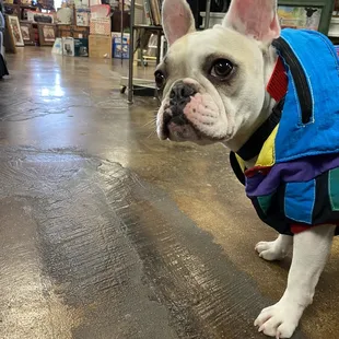 Take your dog shopping with you.