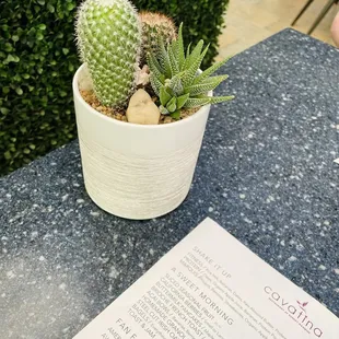 Menu and table plant