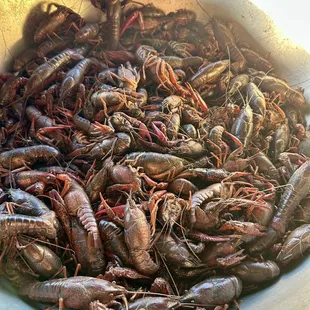 Crawfish