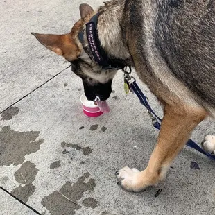 Pup enjoying her treat