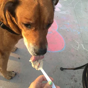 Best doggie ice cream! Made with dog friendly ingredients.