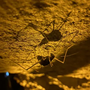 A mammoth cave cricket!