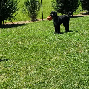 Our guys loved the dog park