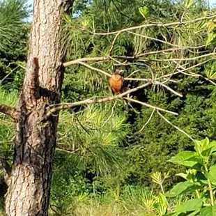 A robin in our tree greeting the day