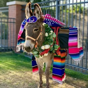 Pancho in fiesta dress